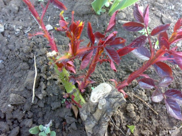 taille des rosiers