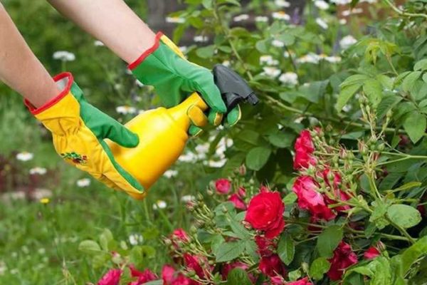 traiter les rosiers avec du sulfate de fer