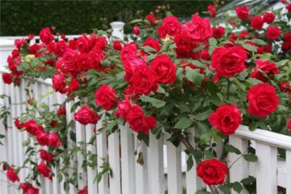traitement des roses