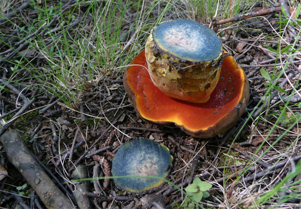 Manger le champignon