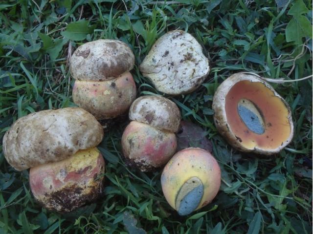 Caractéristiques morphologiques du champignon