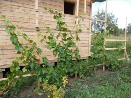 Lugar para plantar uvas