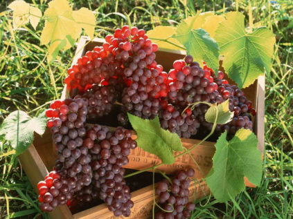 Cómo plantar uvas