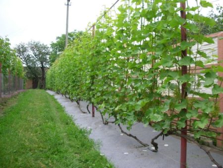 Cómo plantar uvas