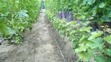 ¿Qué suelo elegir para las uvas?