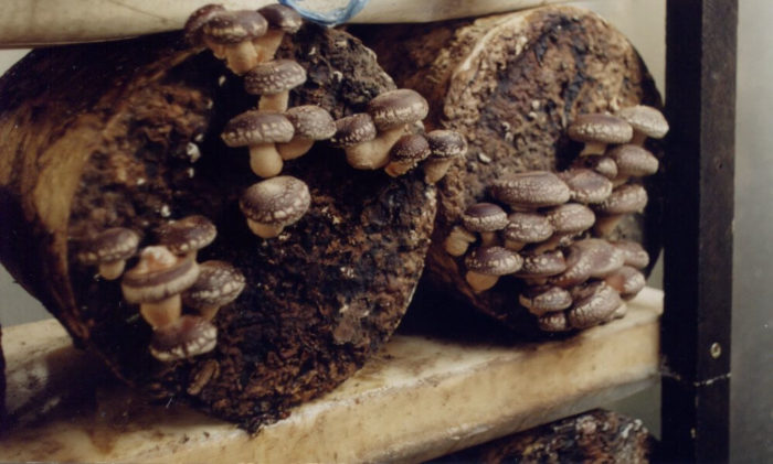 Shiitake