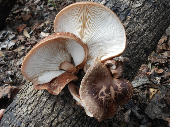 récolte de shiitakes