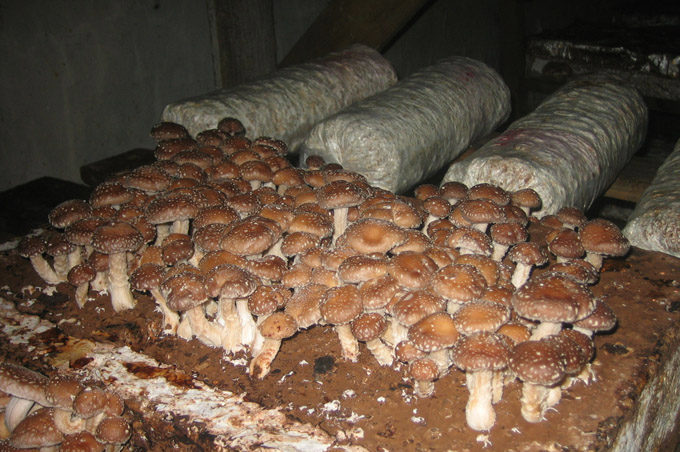 Shiitake