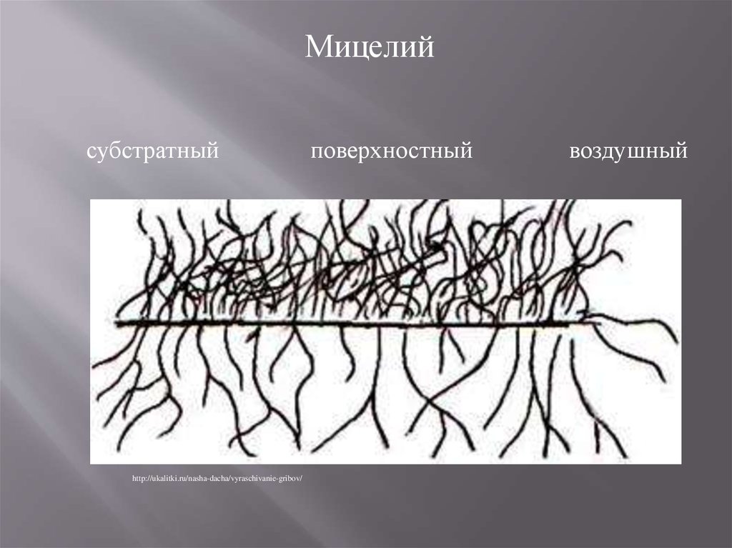 Видове мицел