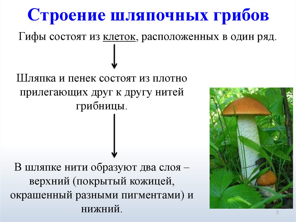 Структурата на шапковите гъби