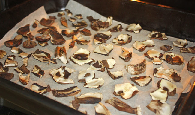 Essiccazione dei funghi in forno
