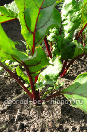 betteraves dans le jardin