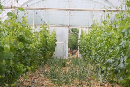 Plantar uvas en un invernadero
