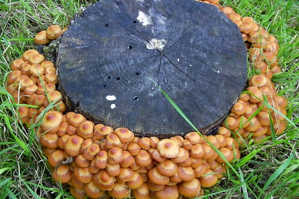 Coltivare funghi chiome in giardino