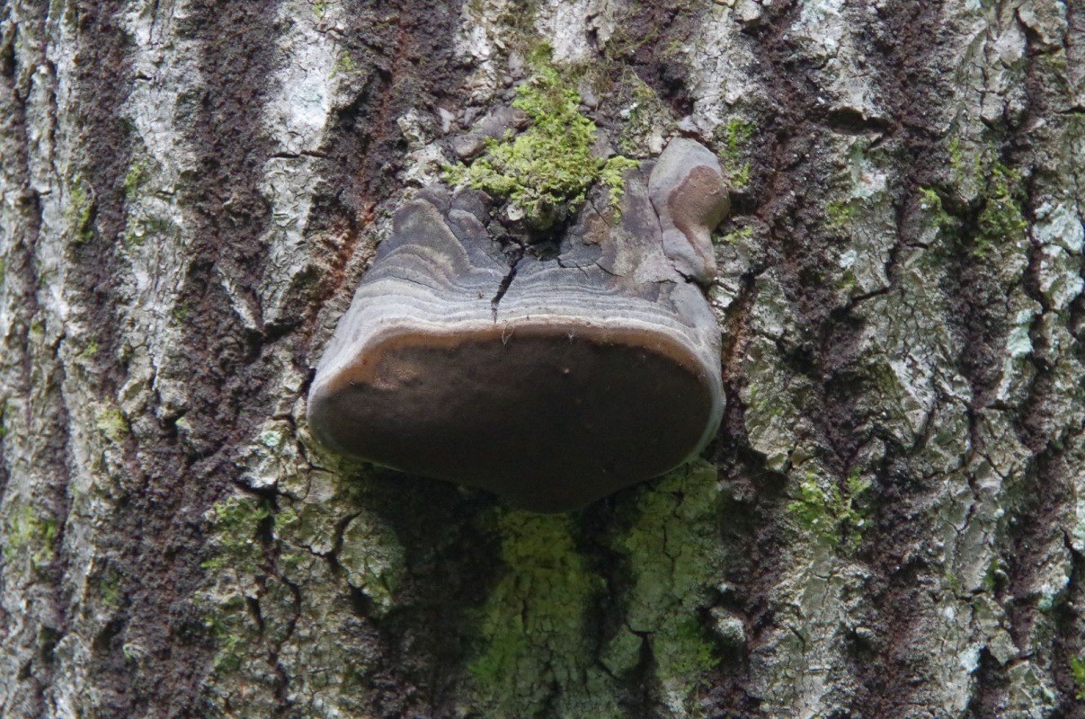 champignon amadou