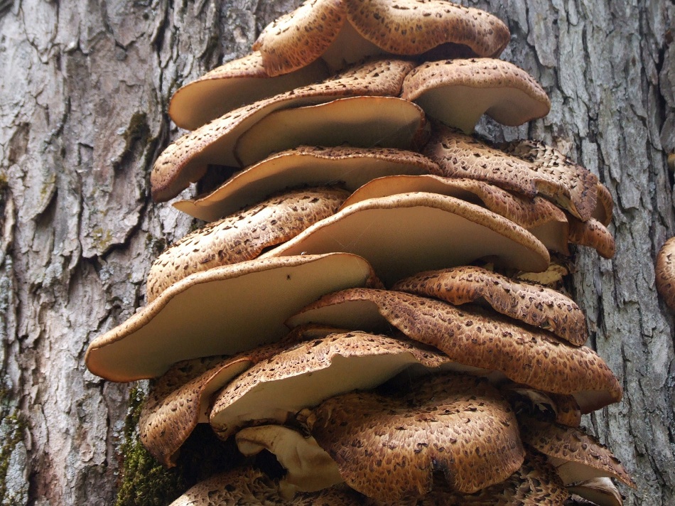 champignon amadou