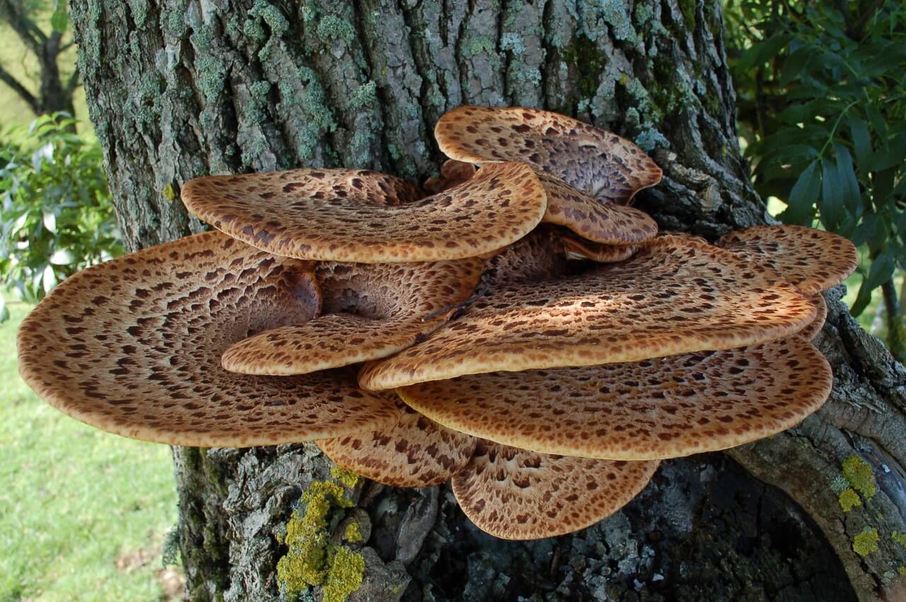 champignon amadou