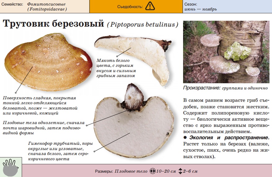 champignon amadou du bouleau
