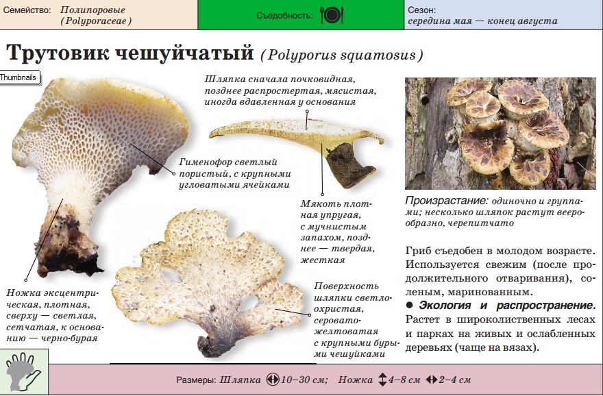 polypore écailleux