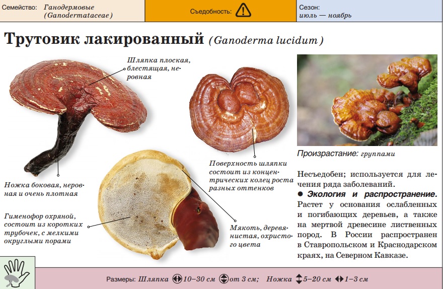 Description du champignon