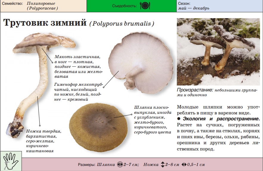 champignon d'amadou d'hiver