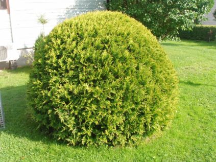 Pflanzen Sie im Herbst eine Thuja.