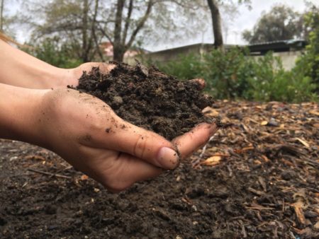 Fertilizzanti per arbusti