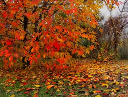 cerises en automne