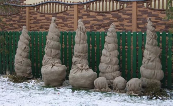 cubrir los árboles coníferos para el invierno