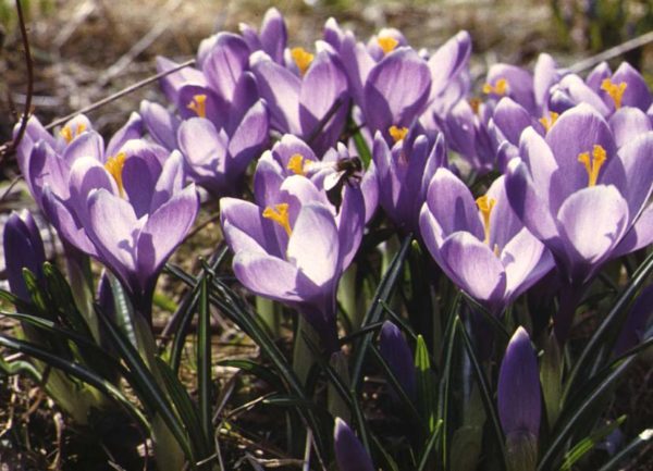 crocus printanier