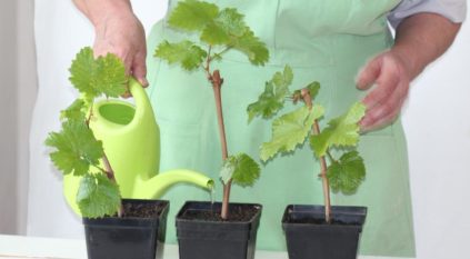 grow grapes from cuttings