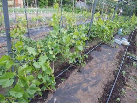 Plantar en un enrejado
