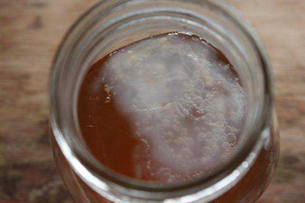 Kombucha anbauen