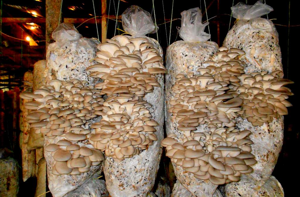 fungo ostrica