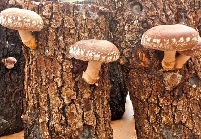 Shiitake