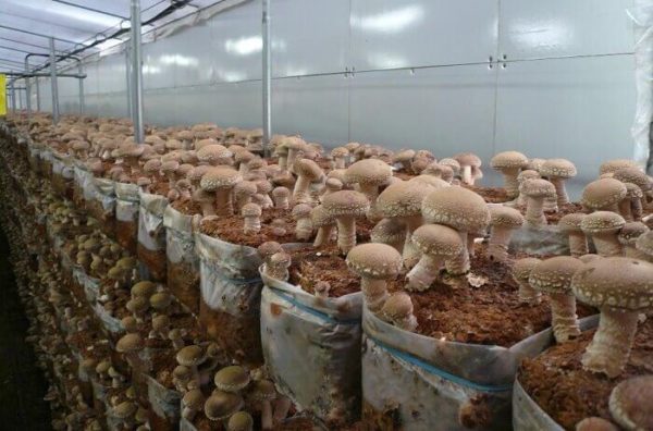 Culture des champignons shiitake