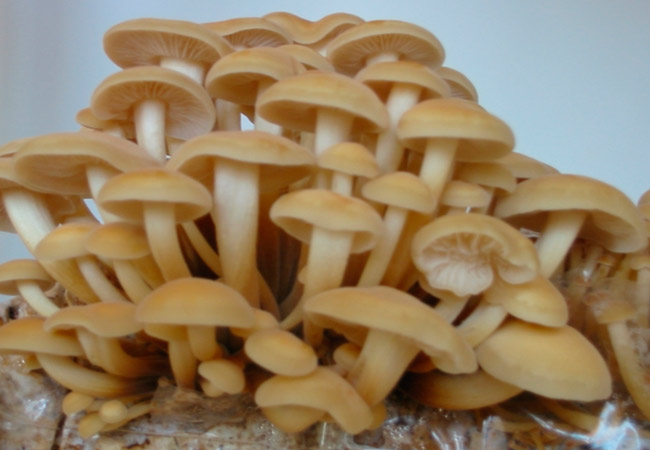 funghi chiodini