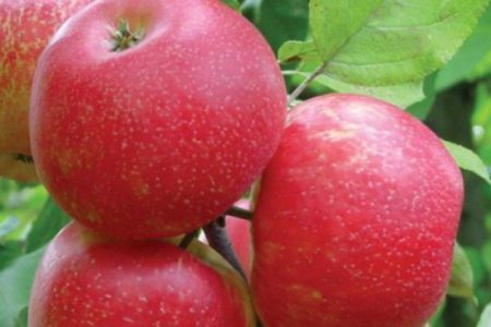 Honey Crisp