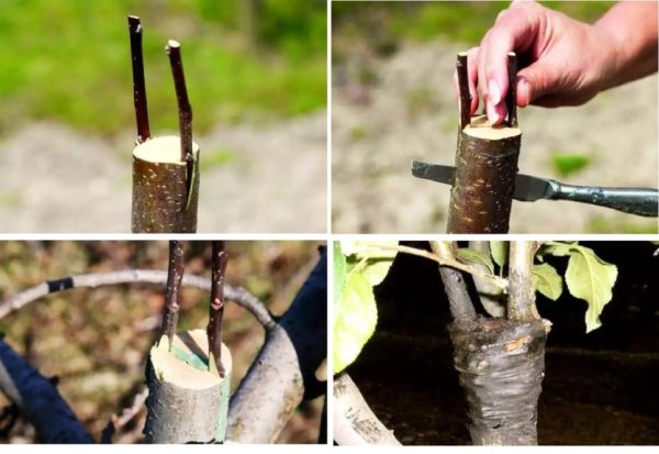 Comment greffer un pommier en automne