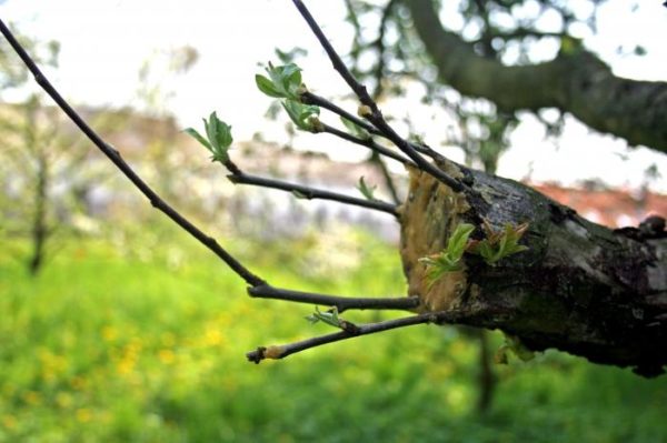 Comment greffer un pommier en automne