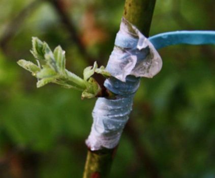 greffage par bourgeonnement