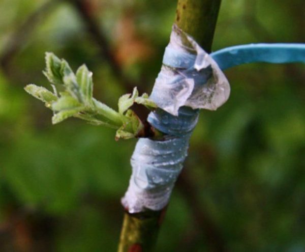 greffage par bourgeonnement