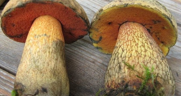 Apparence du champignon