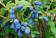 Geißblatt im Herbst
