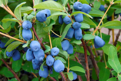 Geißblatt im Herbst