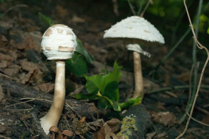 champignons parasols