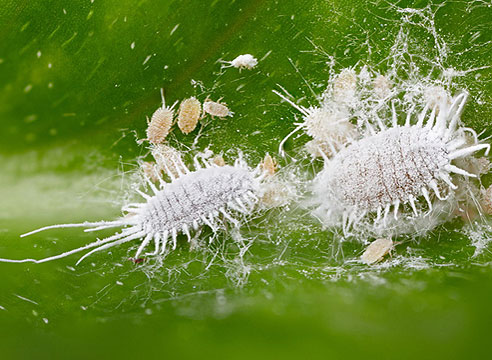 Cochenille farineuse
