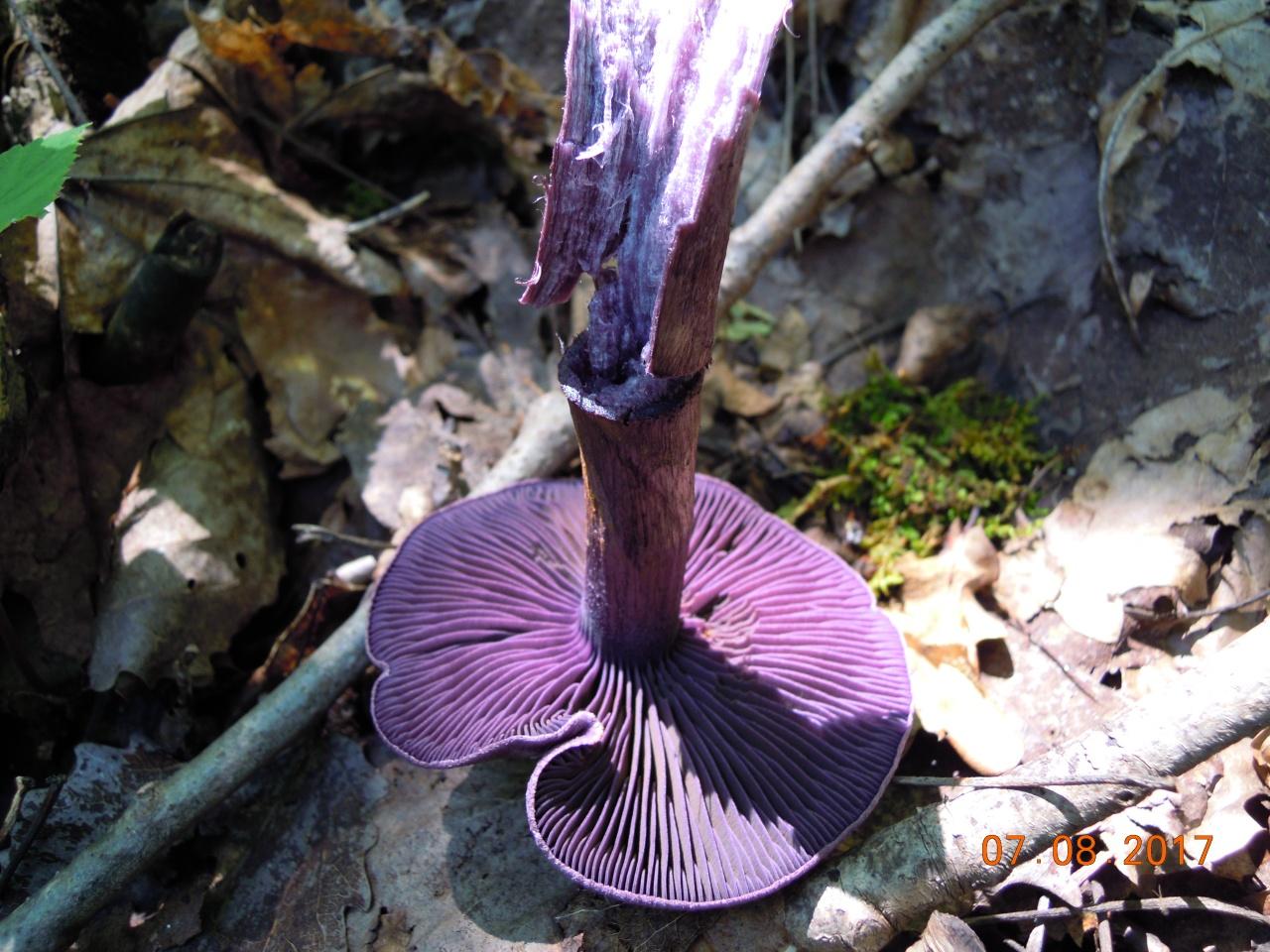 Cortinaria pourpre