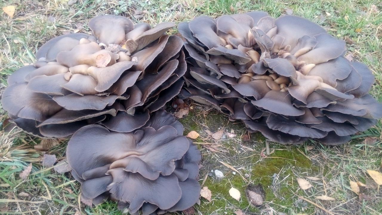 Pleurote