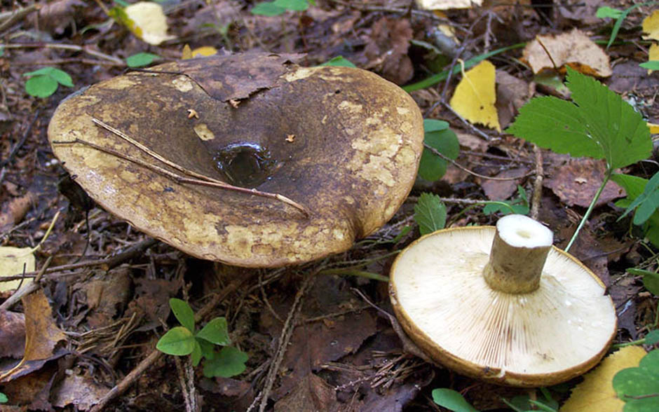 champignon de lait